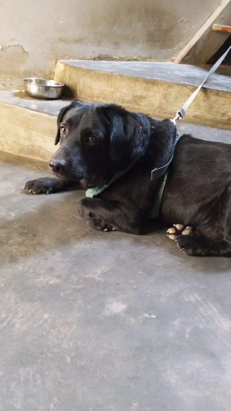 Labrador Dog — photo 2