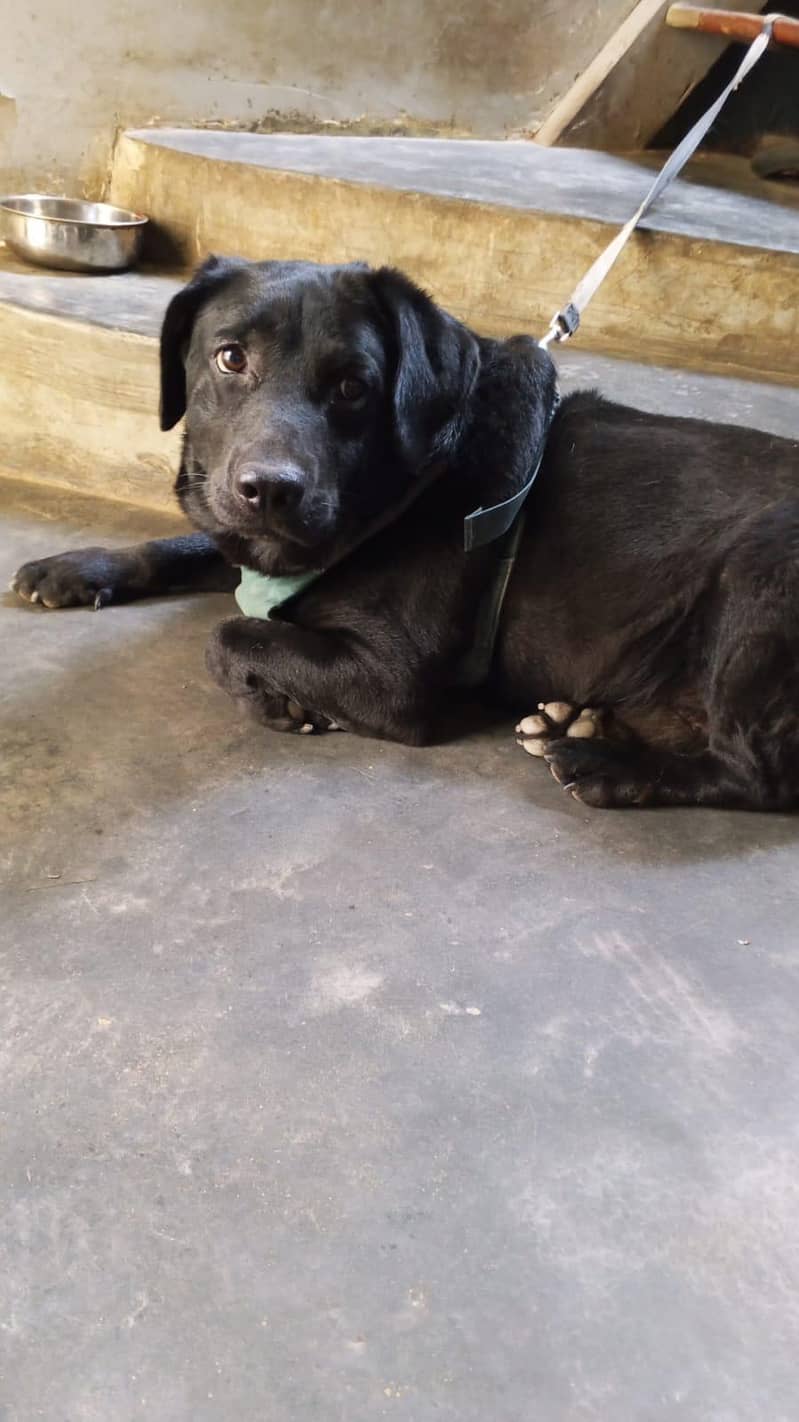 Labrador Dog 2