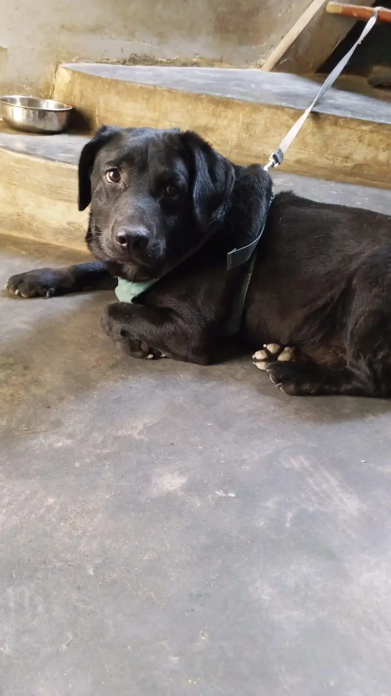 Labrador Dog — photo 3