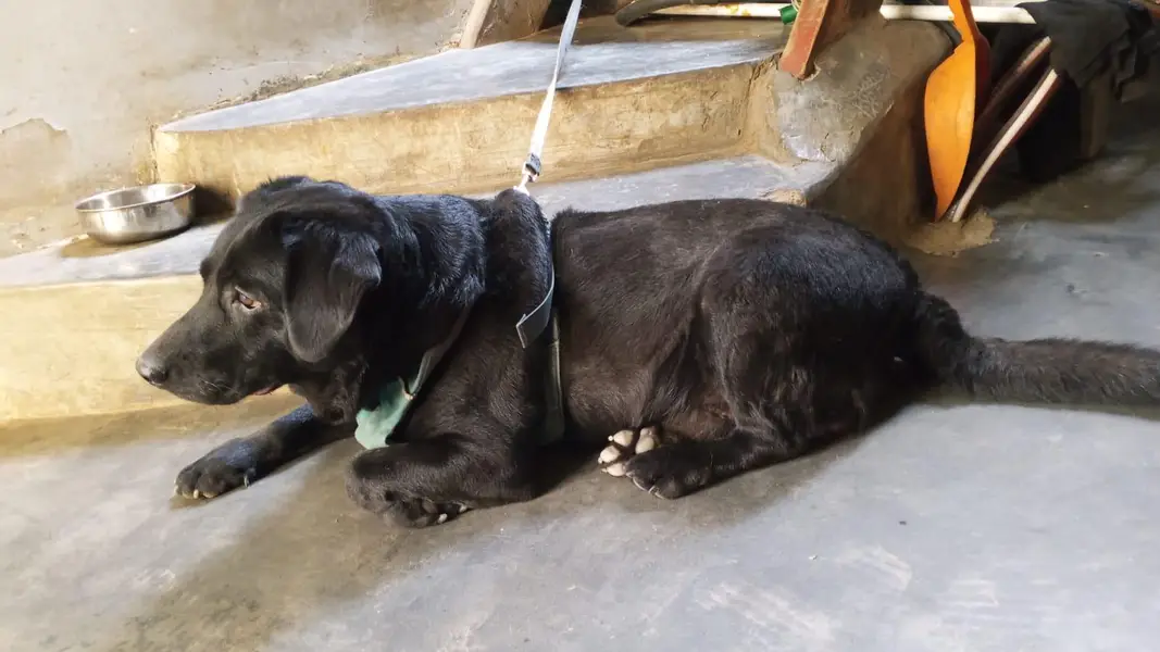 Labrador Dog — photo 4
