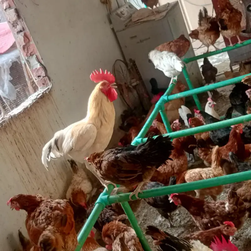 golden misri hens — photo 2