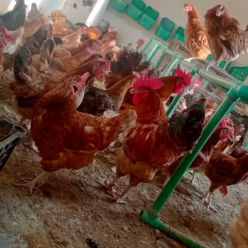 golden misri hens — photo 3