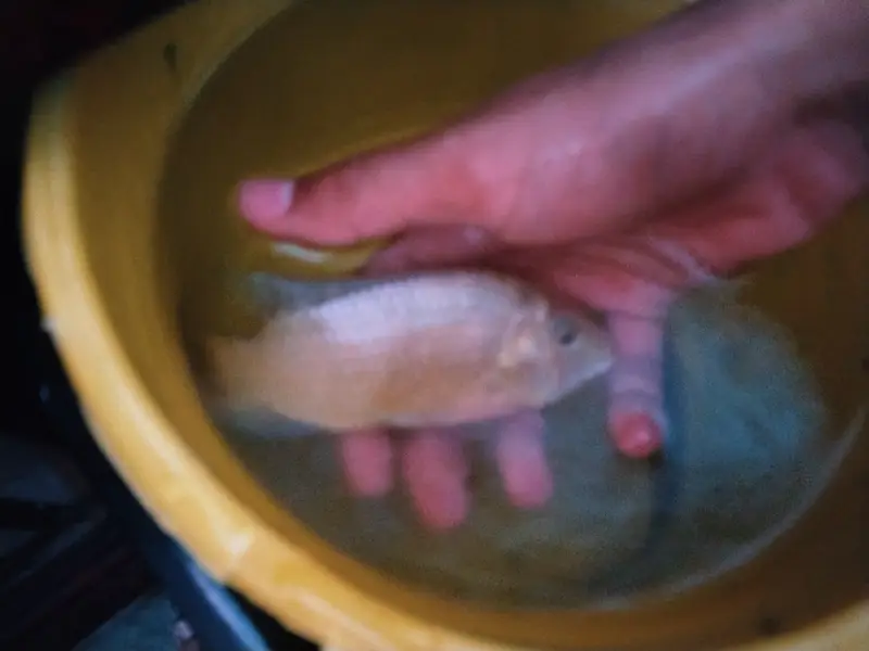Fish selling (Desi ) — photo 2