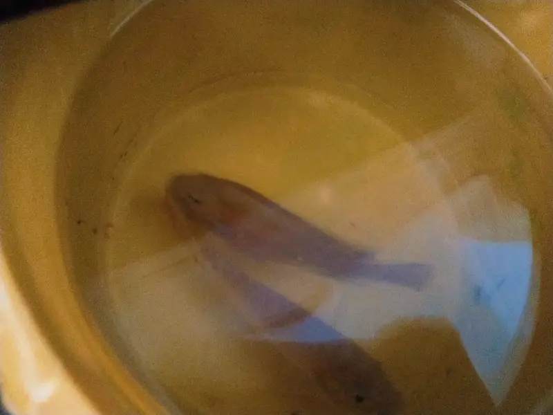 Fish selling (Desi ) — photo 3