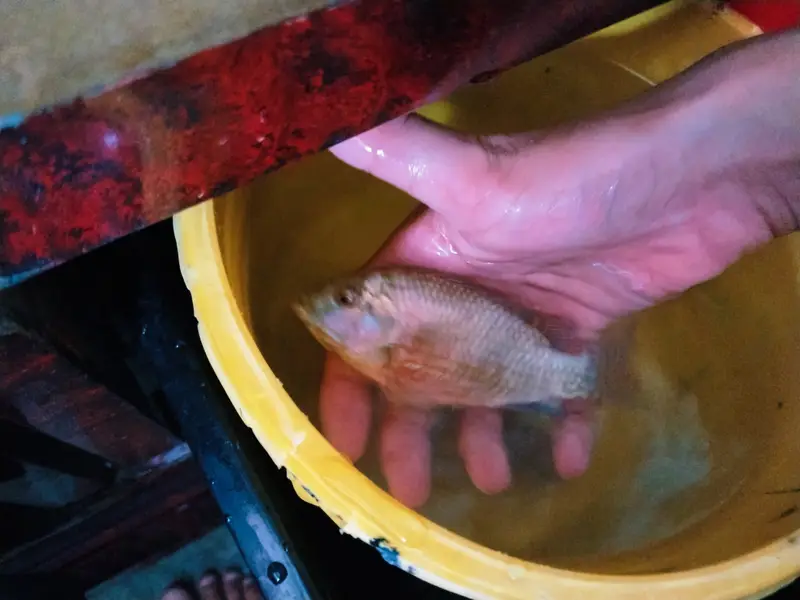 Fish selling (Desi ) — photo 5
