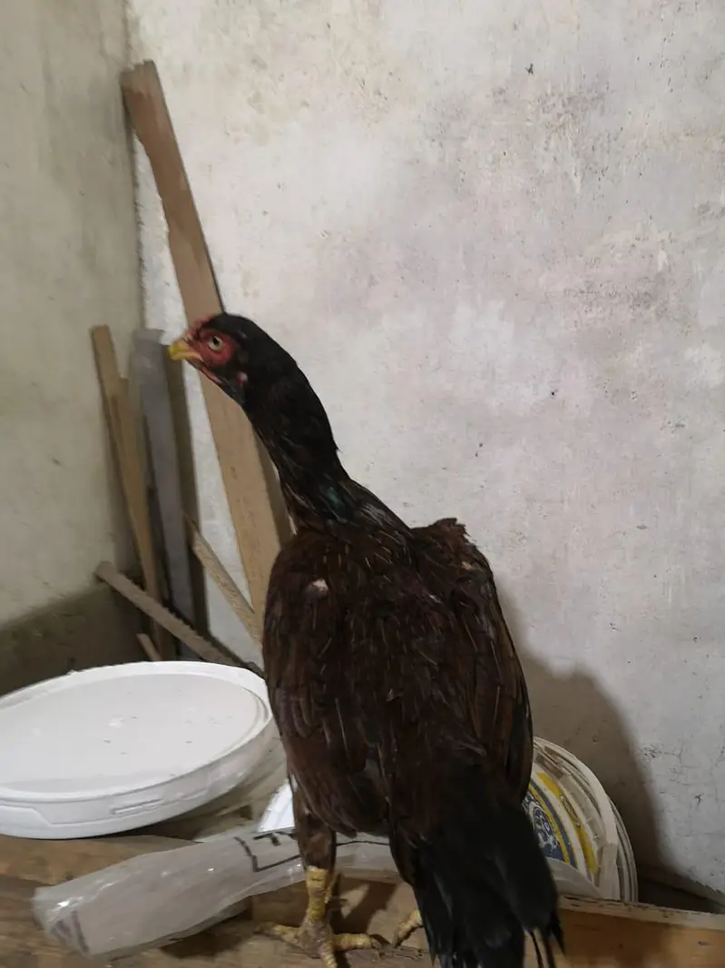 aseel murgi — photo 3