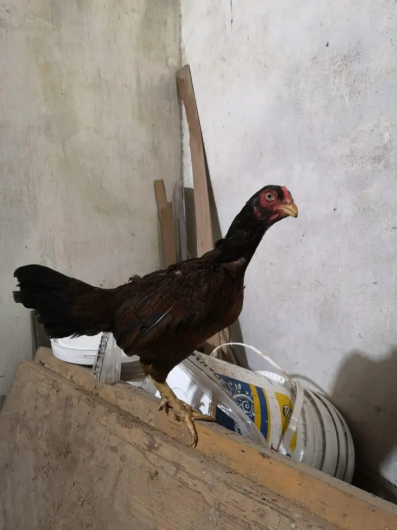 aseel murgi — photo 9