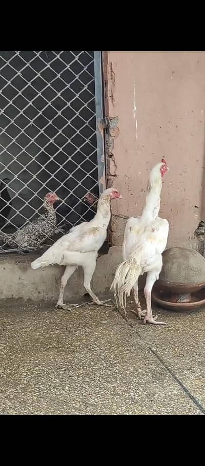 aseel for sale / shamo/ heeray/ amrohay/also Chickks available