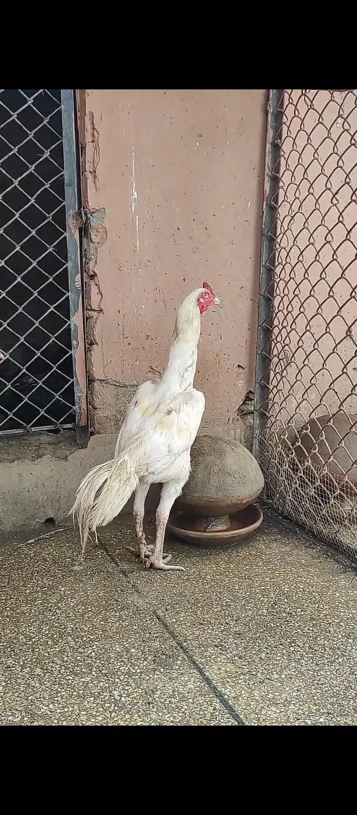 aseel for sale / shamo/ heeray/ amrohay/also Chickks available — photo 2