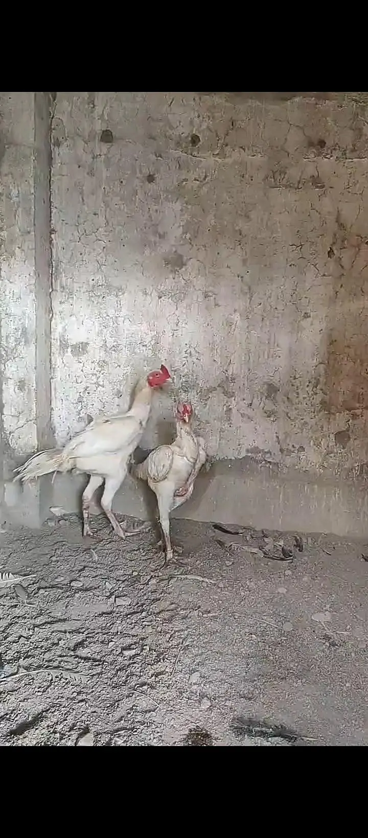 aseel for sale / shamo/ heeray/ amrohay/also Chickks available — photo 3