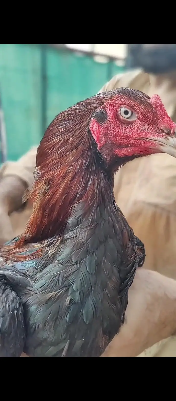 aseel for sale / shamo/ heeray/ amrohay/also Chickks available — photo 4