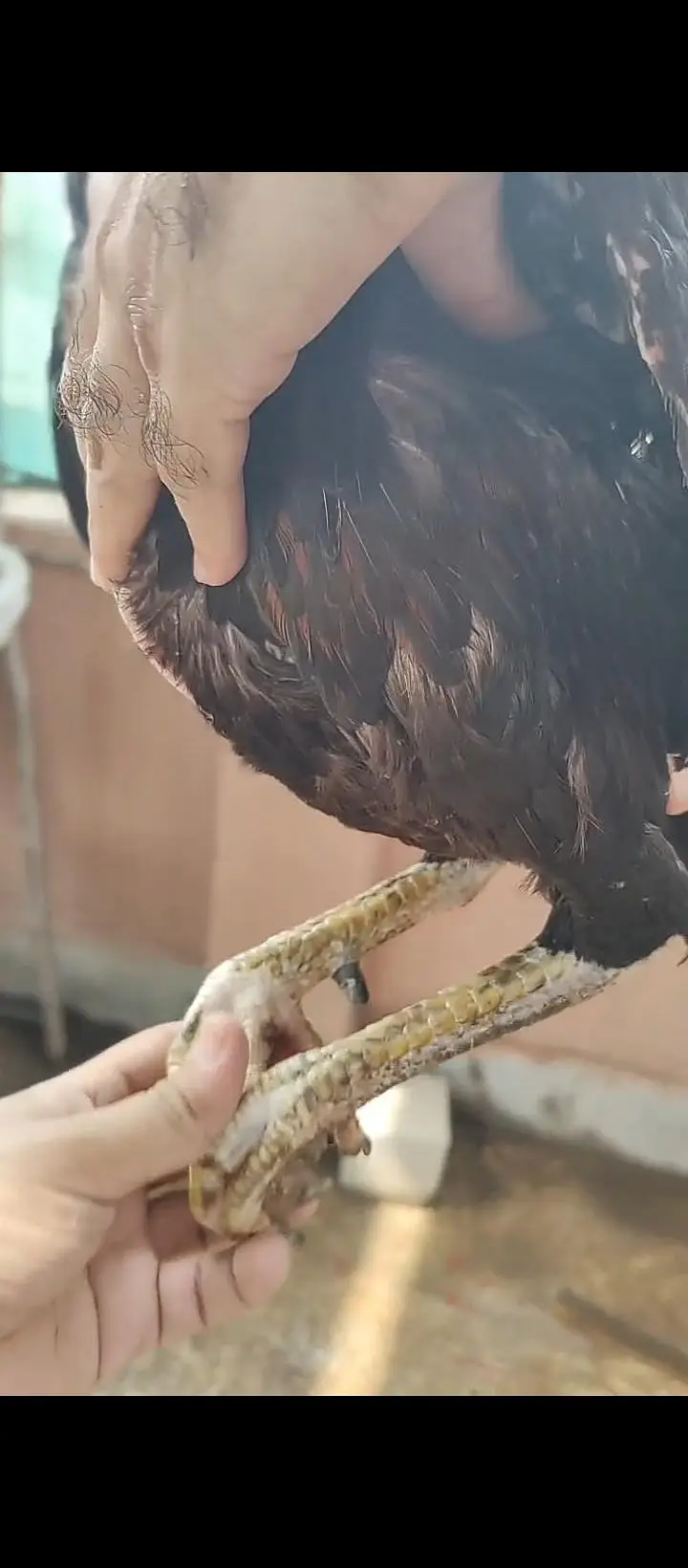 aseel for sale / shamo/ heeray/ amrohay/also Chickks available — photo 6