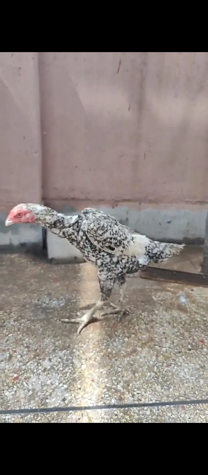 aseel for sale / shamo/ heeray/ amrohay/also Chickks available — photo 7