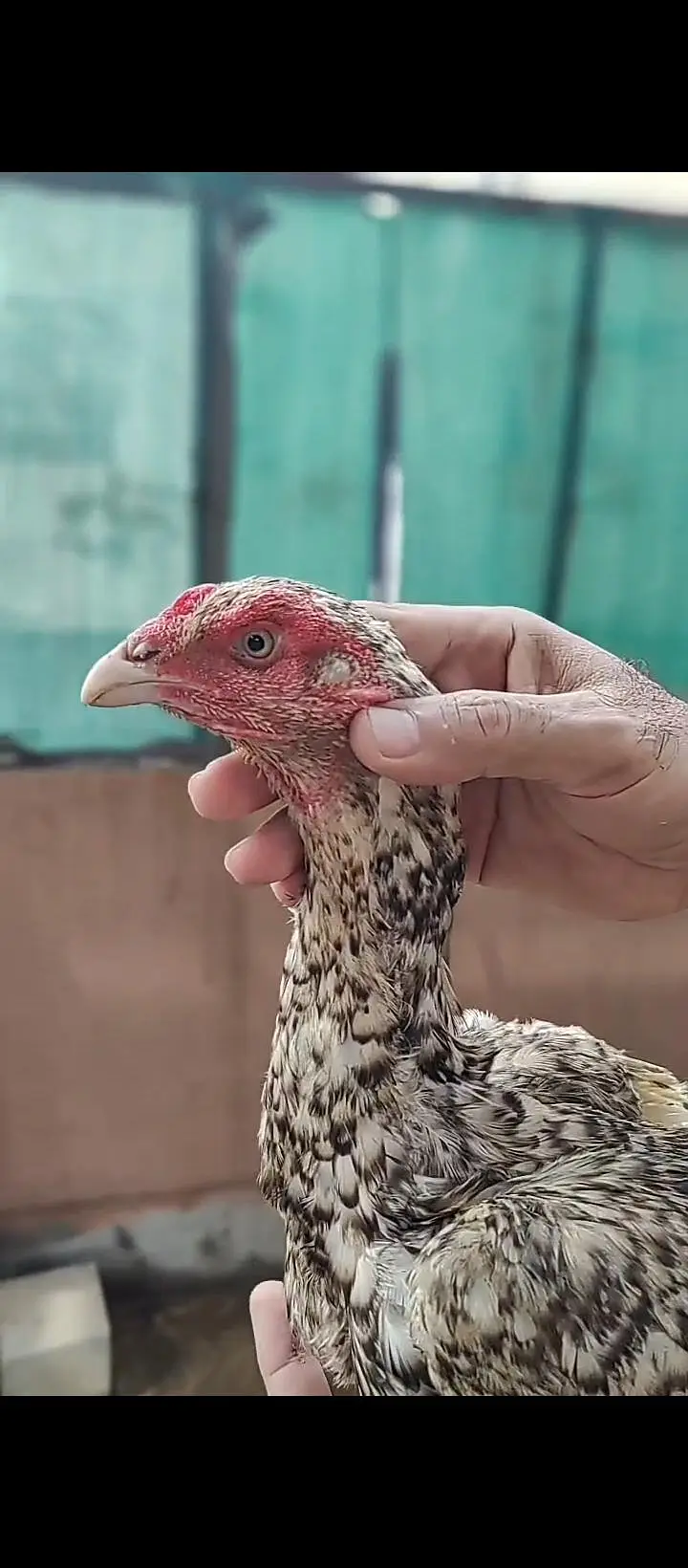 aseel for sale / shamo/ heeray/ amrohay/also Chickks available — photo 9