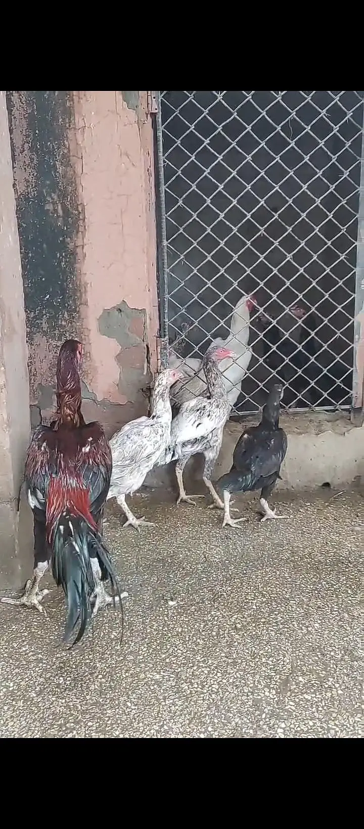 aseel for sale / shamo/ heeray/ amrohay/also Chickks available — photo 10