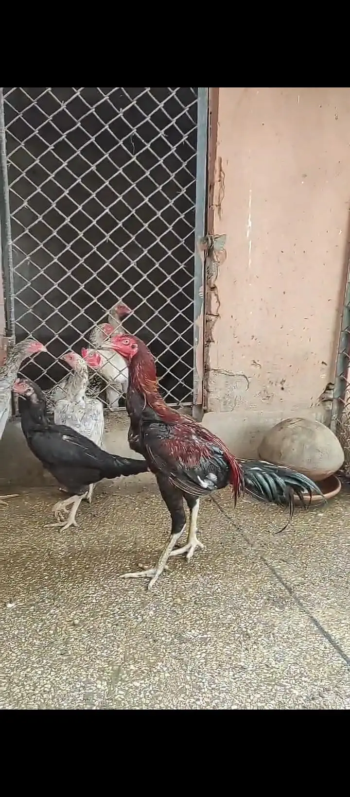 aseel for sale / shamo/ heeray/ amrohay/also Chickks available — photo 11