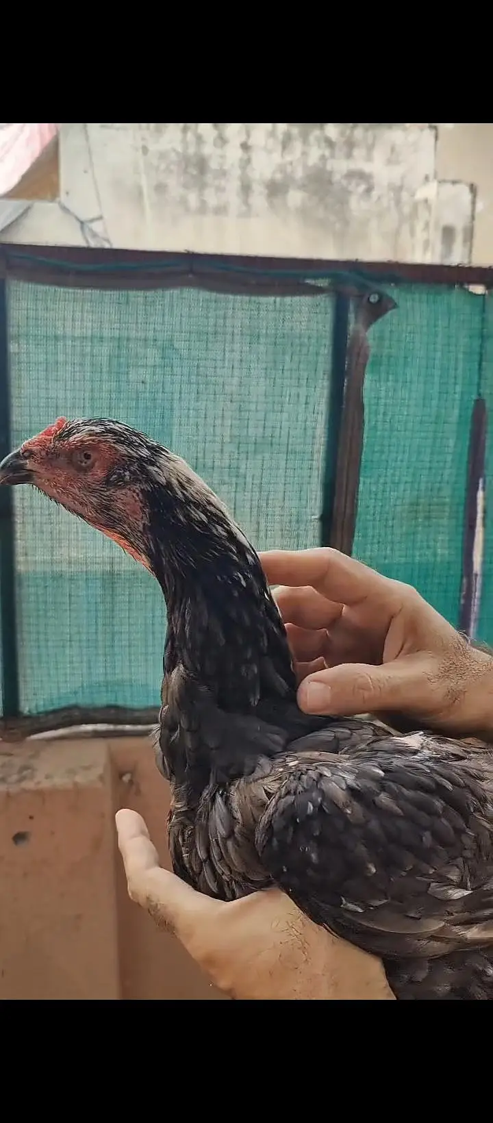 aseel for sale / shamo/ heeray/ amrohay/also Chickks available — photo 12