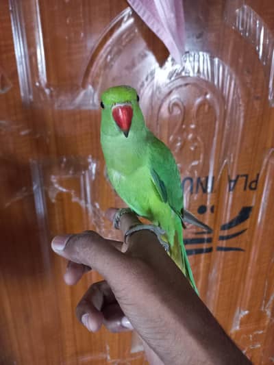 Ringneck parrot handtme 0 bite
