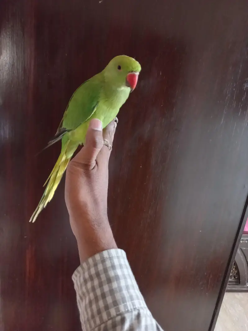Ringneck parrot handtme 0 bite — photo 2
