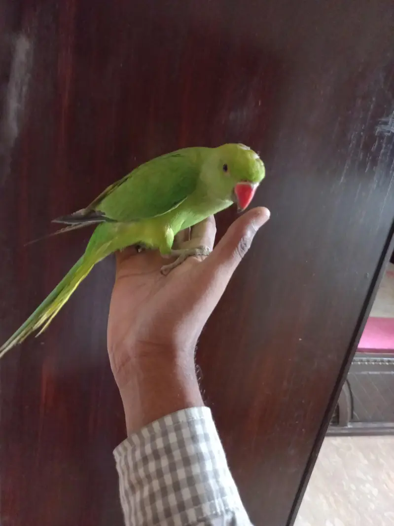 Ringneck parrot handtme 0 bite — photo 3