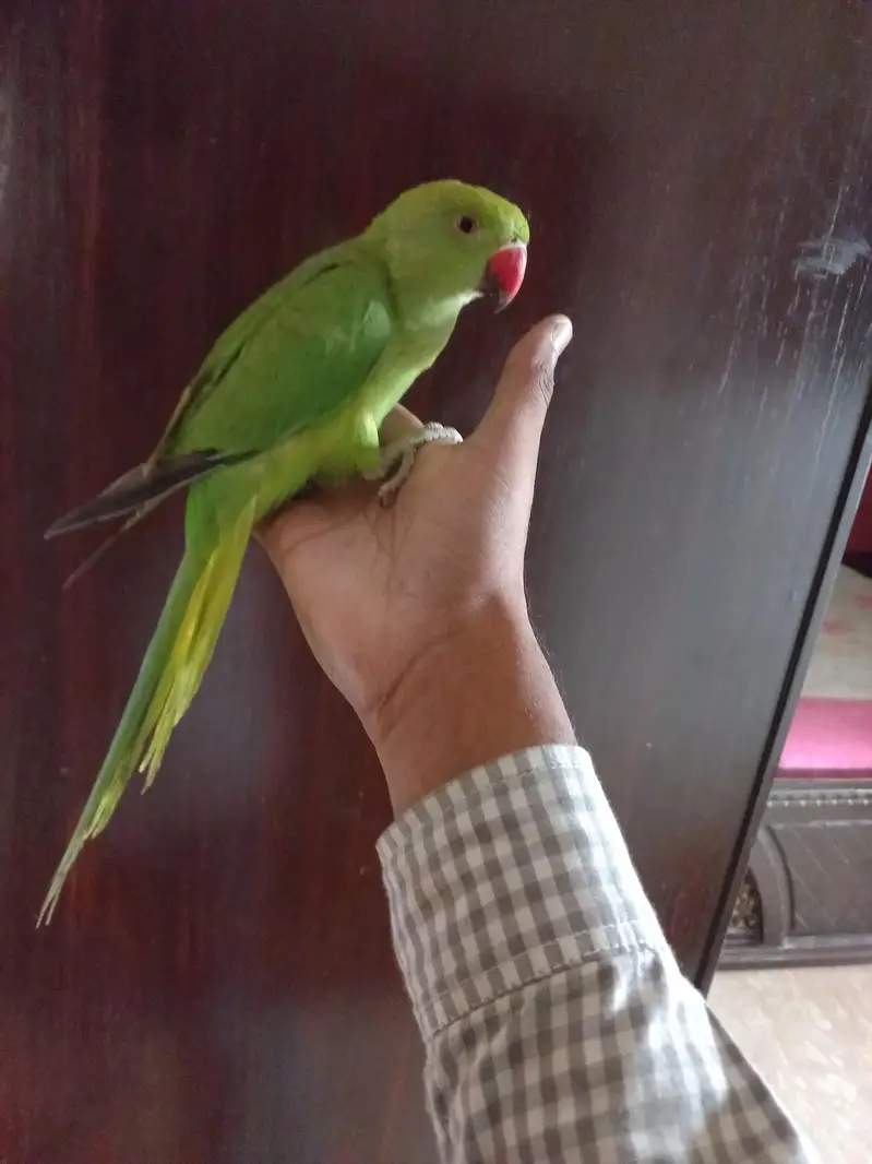 Ringneck parrot handtme 0 bite — photo 4