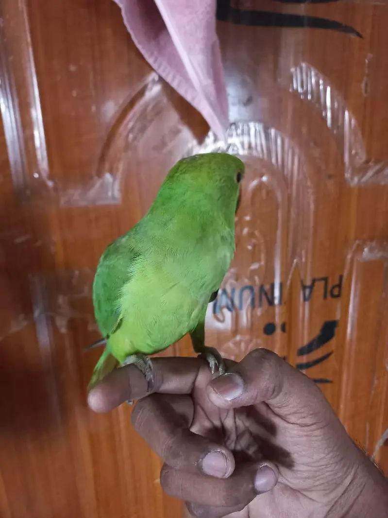 Ringneck parrot handtme 0 bite — photo 5
