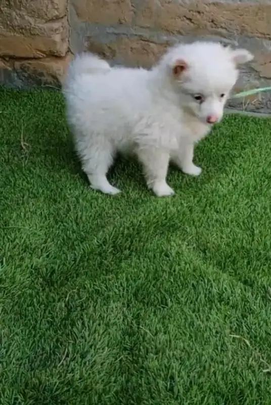 Russian puppy dog for sale — photo 2
