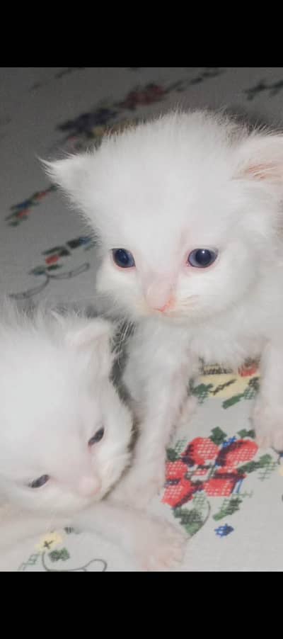 persian female and male cats