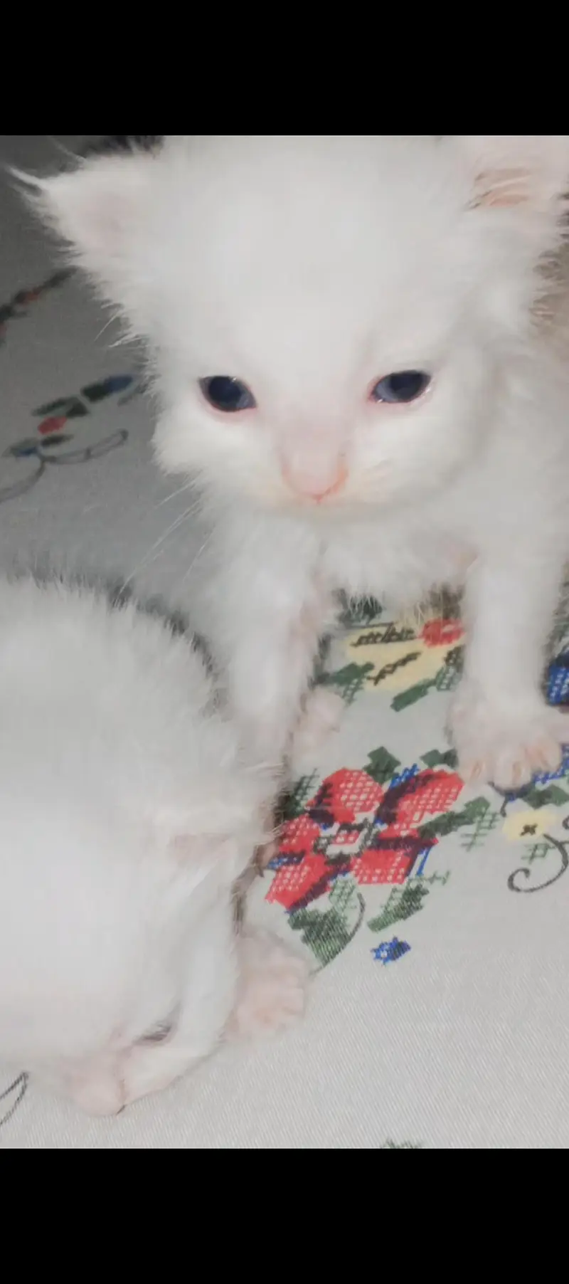 persian female and male cats — photo 2