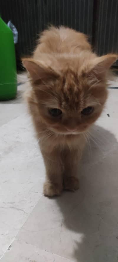 Persian cat
