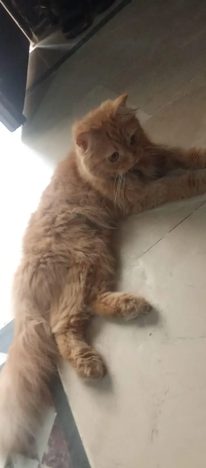 Persian cat — photo 2