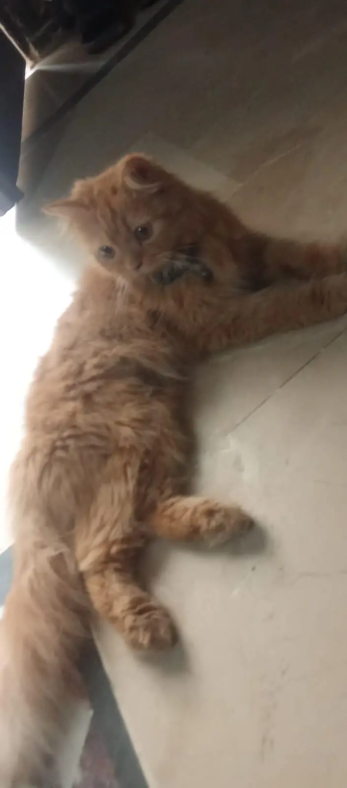 Persian cat — photo 3