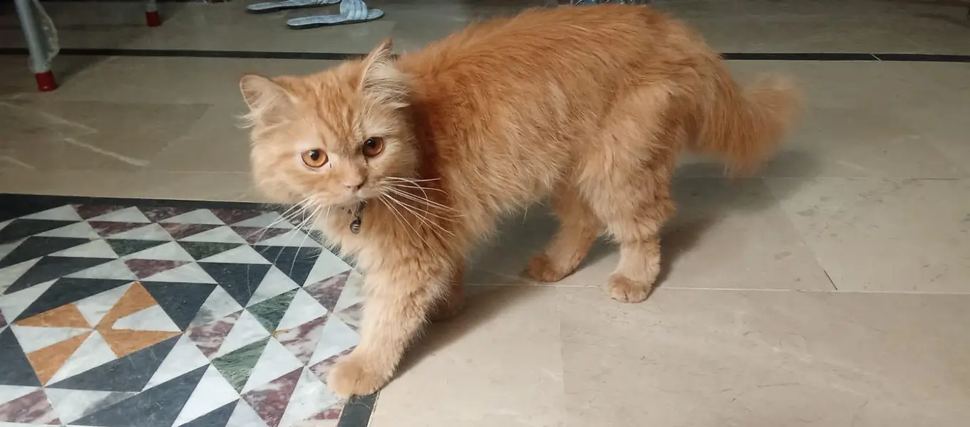 Persian cat — photo 4