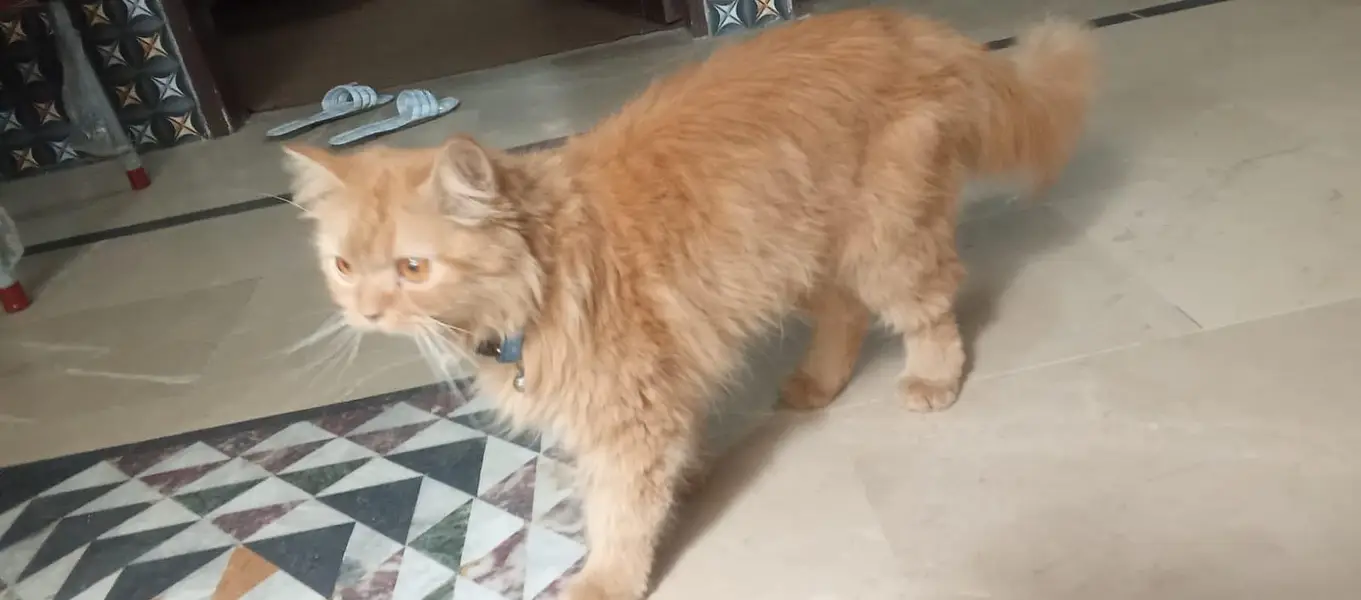 Persian cat — photo 5