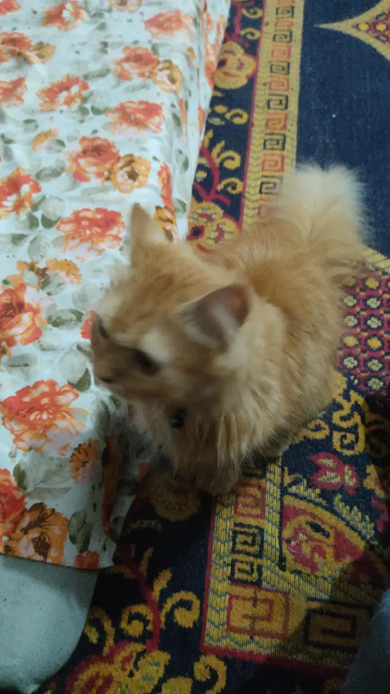 Persian cat — photo 6
