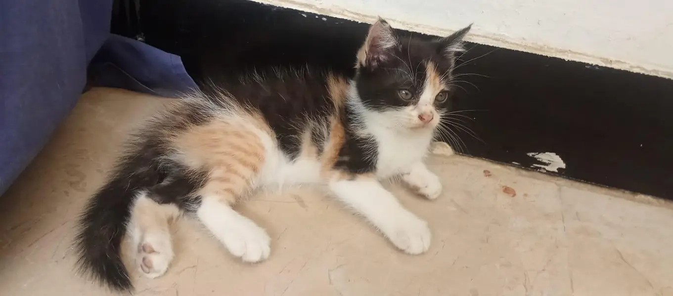Persian cat — photo 11