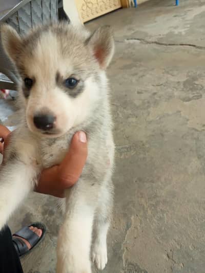 6 husky puppies for sale each puppy 1 month old fro Rs 60000
