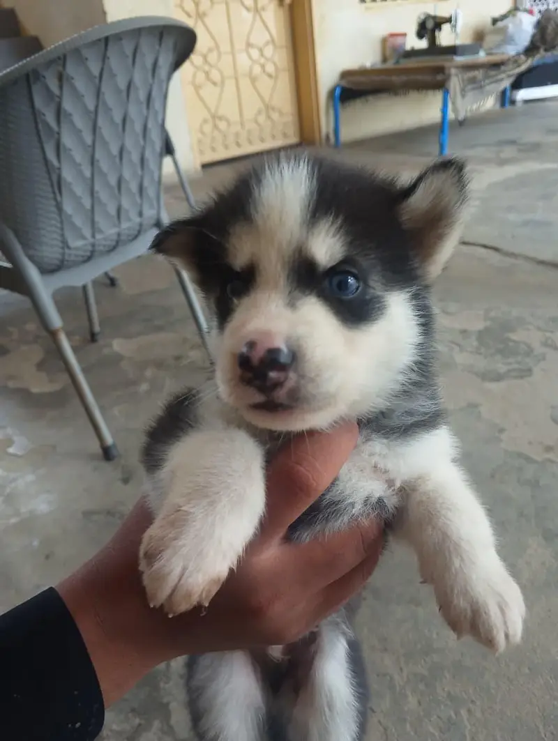 6 husky puppies for sale each puppy 1 month old fro Rs 60000 — photo 3