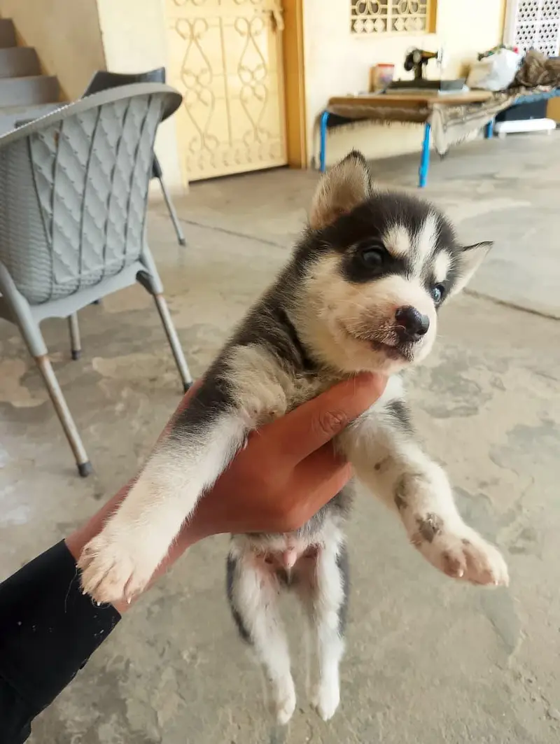 6 husky puppies for sale each puppy 1 month old fro Rs 60000 — photo 4