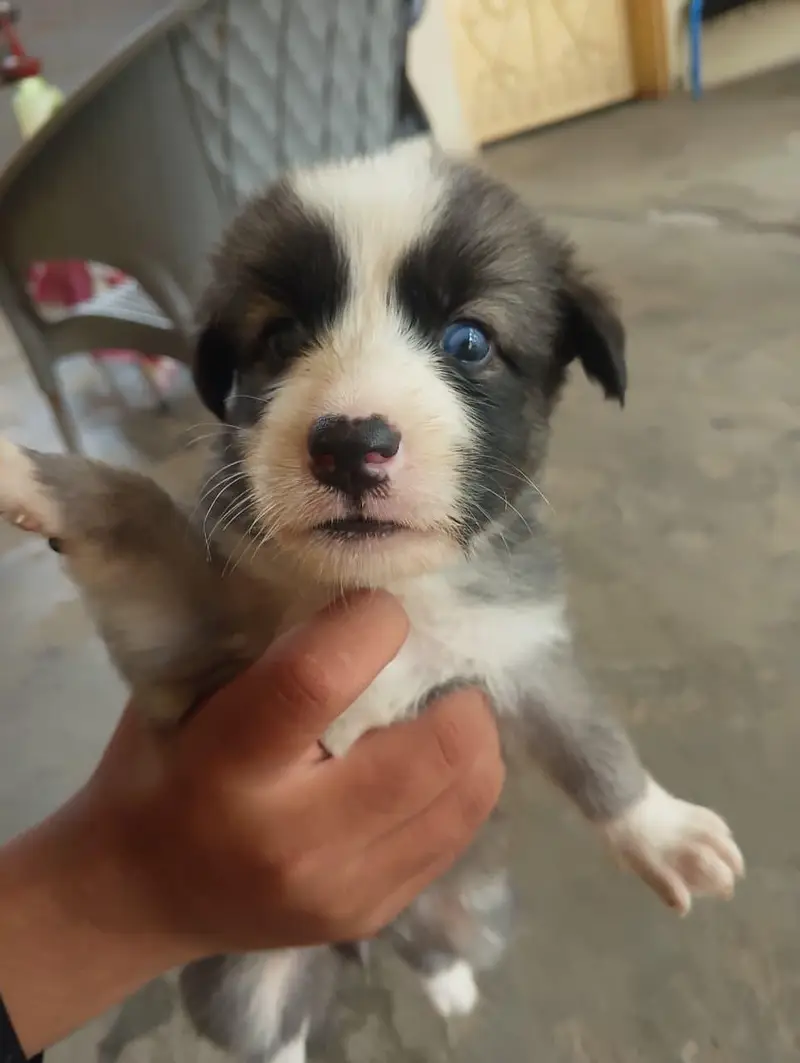 6 husky puppies for sale each puppy 1 month old fro Rs 60000 — photo 5