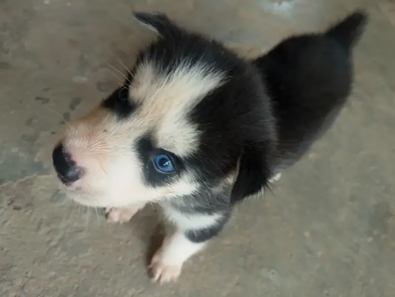 6 husky puppies for sale each puppy 1 month old fro Rs 60000 — photo 6