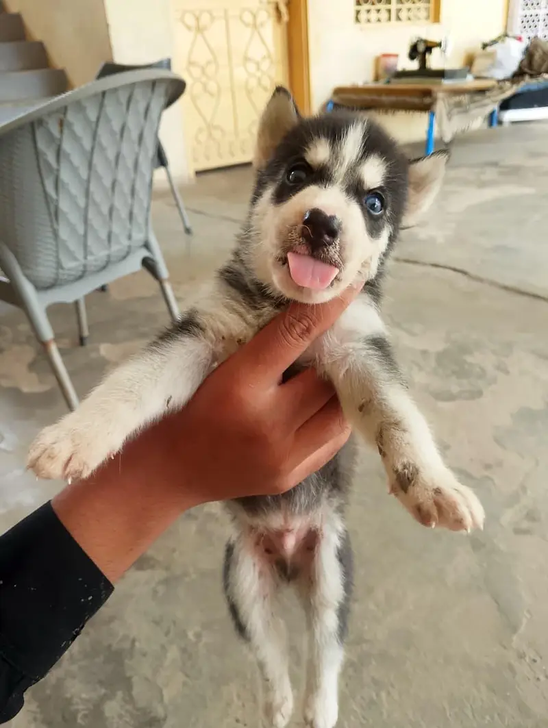 6 husky puppies for sale each puppy 1 month old fro Rs 60000 — photo 7