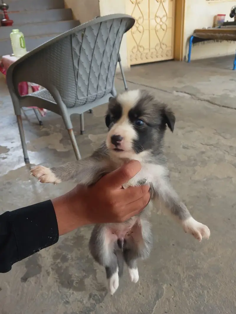 6 husky puppies for sale each puppy 1 month old fro Rs 60000 — photo 8