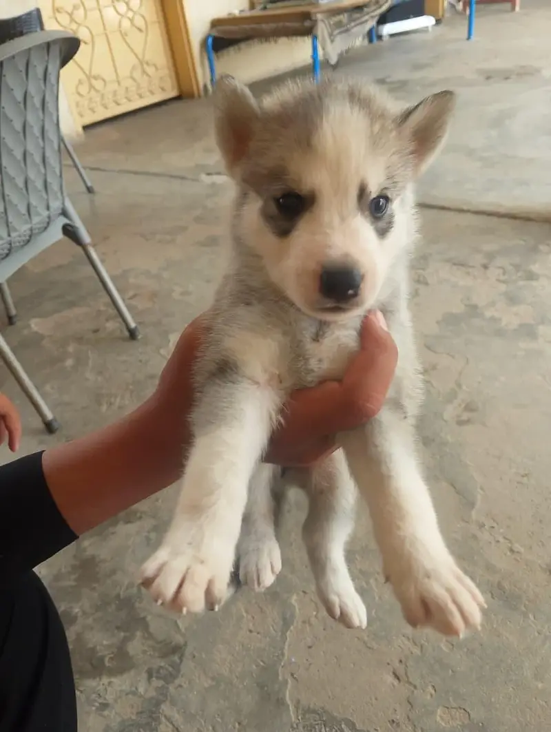 6 husky puppies for sale each puppy 1 month old fro Rs 60000 — photo 9