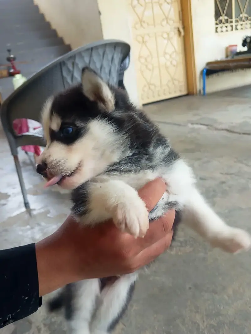 6 husky puppies for sale each puppy 1 month old fro Rs 60000 — photo 10