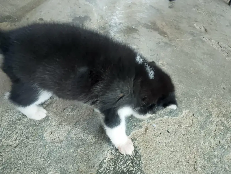 6 husky puppies for sale each puppy 1 month old fro Rs 60000 — photo 11