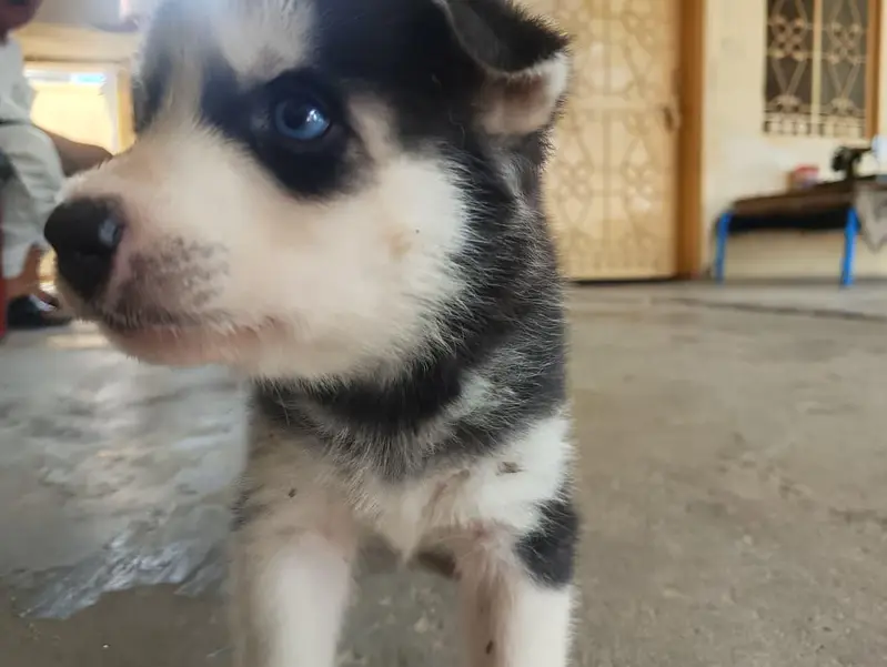 6 husky puppies for sale each puppy 1 month old fro Rs 60000 — photo 12