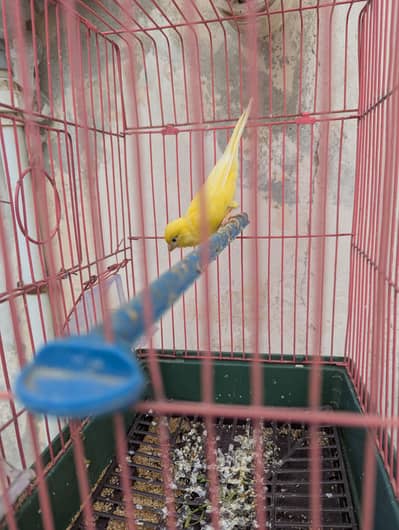 Canary Singing Bird