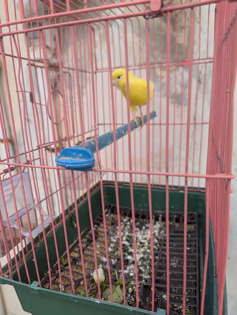 Canary Singing Bird — photo 2