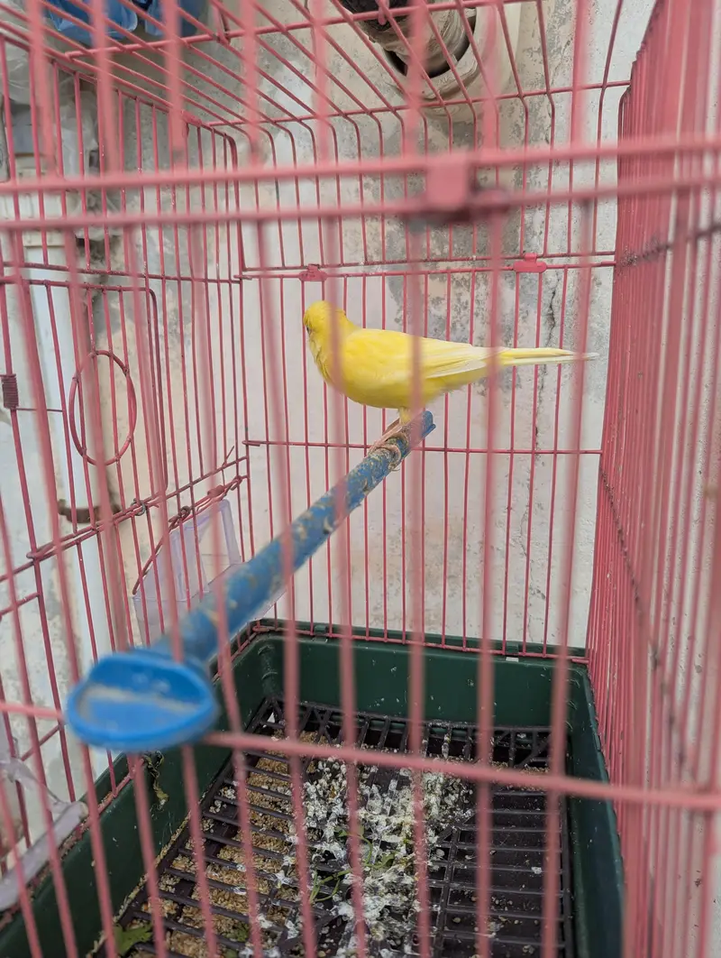 Canary Singing Bird — photo 3